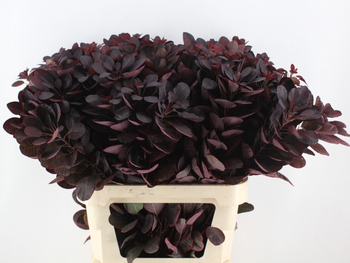 <h4>COTI C ROYAL PURPLE</h4>