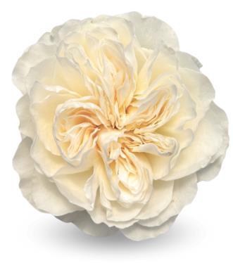 <h4>R Gr Vicky Garden</h4>