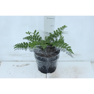 ASPLENIUM PARVATI P17