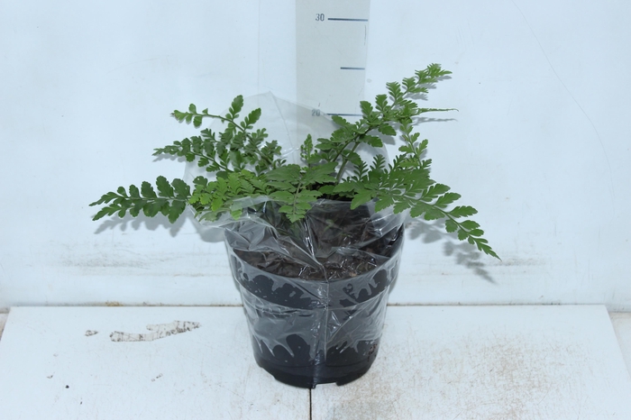 <h4>ASPLENIUM PARVATI P17</h4>