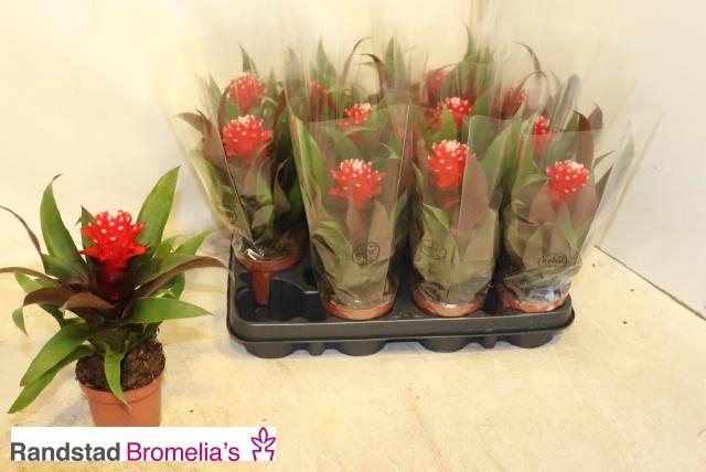 <h4>GUZM PRISCILLA</h4>