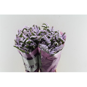 Lim S Tessa Lavender