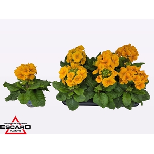 PRIM EL SIBEL GOLDGE