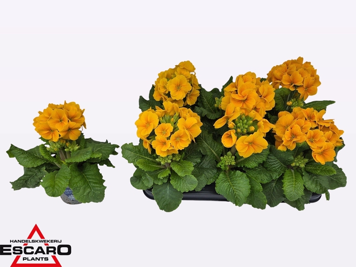 <h4>PRIM EL SIBEL GOLDGE</h4>