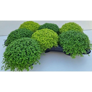 SOLEI SOL  GEM 2 SRT