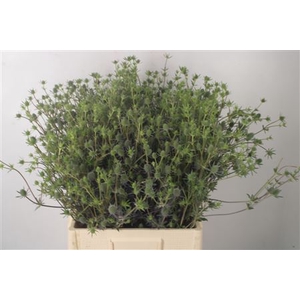 Eryngium Pl Blue Glitter
