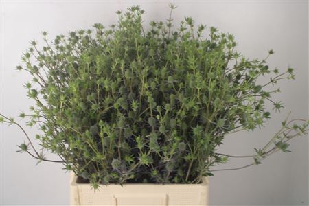 <h4>Eryngium Pl Blue Glitter</h4>