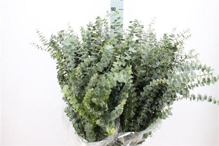 <h4>Euca Baby Blue Lang 300gr</h4>