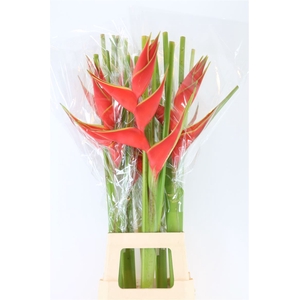 Hel Iris Red 90cm