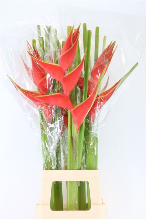 Hel Iris Red 90cm