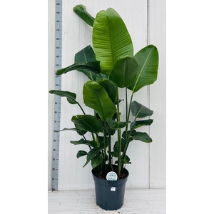 STRELITZIA NICOLAI
