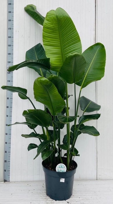 <h4>STRELITZIA NICOLAI</h4>