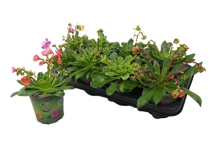 <h4>LEWI COTYLEDON</h4>