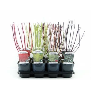 Cornus mix tray 8