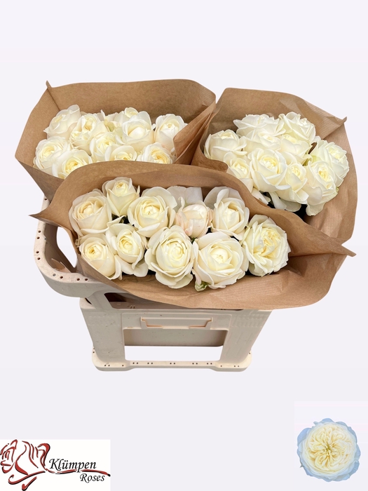 <h4>R GR CHIC WHITE!</h4>
