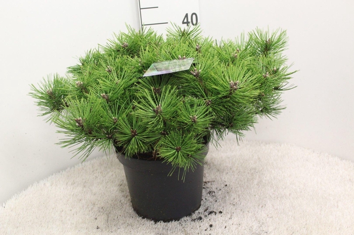 <h4>Pinus densiflora 'Jane Kluis' P26 potgekweekt</h4>