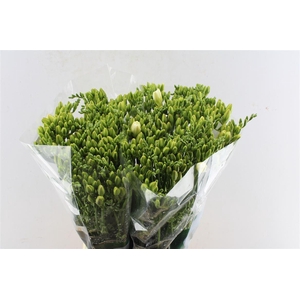 Fr Du Versailles White