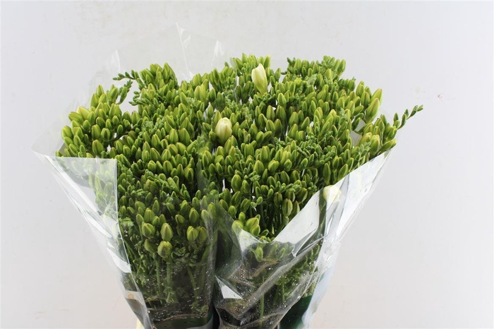 <h4>Fr Du Versailles White</h4>