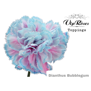 Dian. ST. DYED Bubblegum