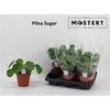 Pilea Sugar