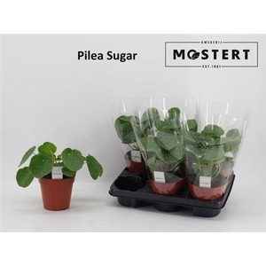 Pilea Sugar