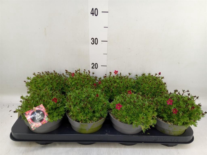 <h4>Saxifraga arend.</h4>