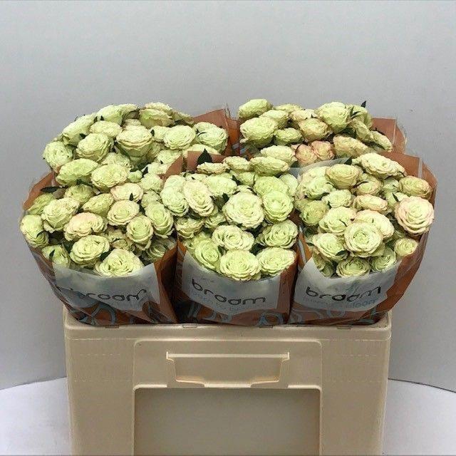 <h4>Rosa TR 'Limousine' BRAAM</h4>