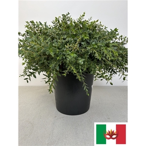 EUC PARVIFOLIA PER STEEL