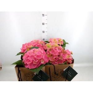 Hydrangea mac.   ...