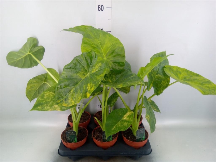 <h4>Alocasia  'Low Rider'</h4>