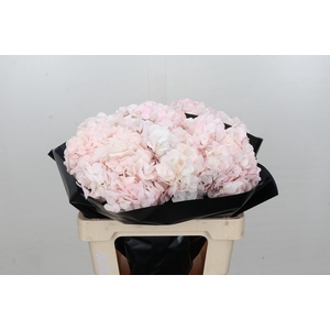 Hydrangea Light Pink Premium