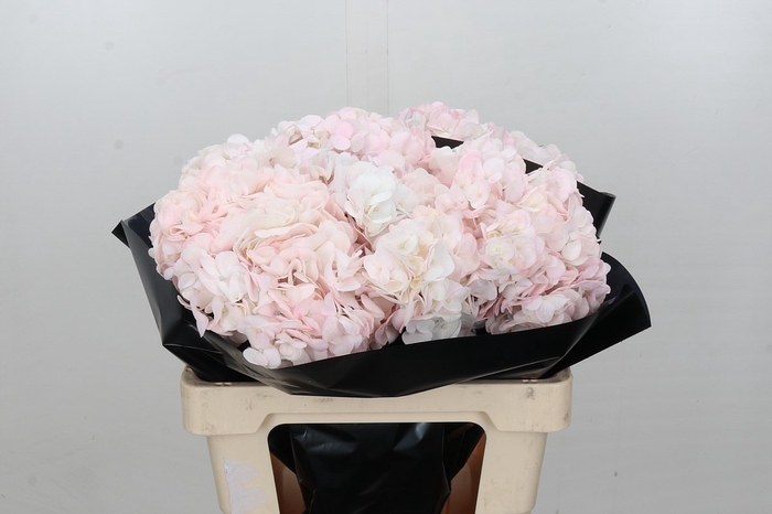 <h4>Hydrangea Light Pink Premium</h4>