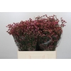 Limonium China Red