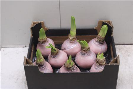 <h4>Amaryllus Bol Ivoor</h4>