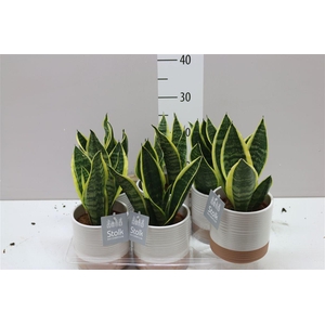 Sansevieria Tr Futura Superba Milou Keramiek