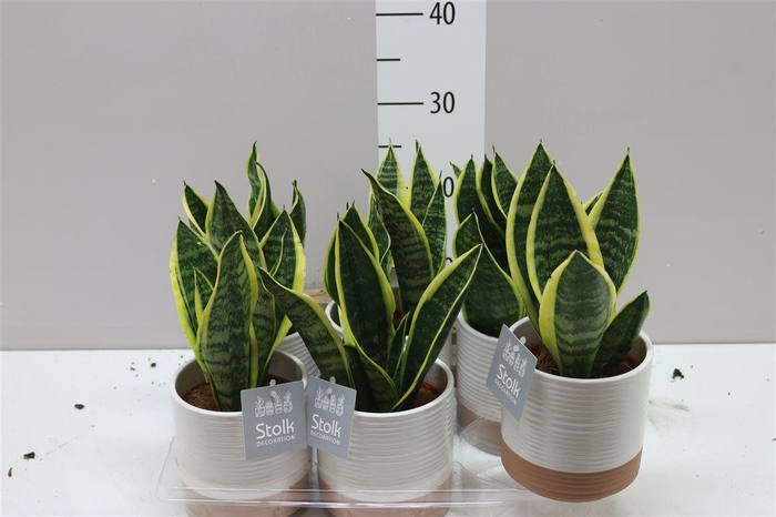 <h4>Sansevieria Tr Futura Superba Milou Keramiek</h4>