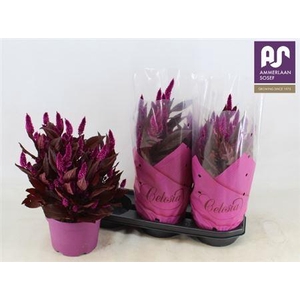 Celosia Dark Shades