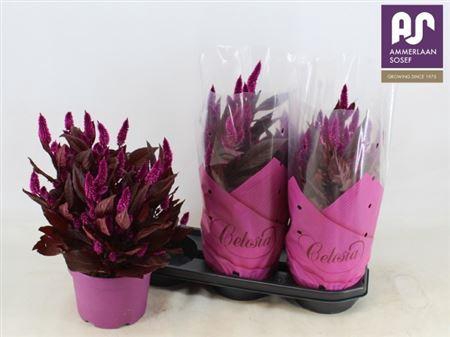 <h4>Celosia Dark Shades</h4>