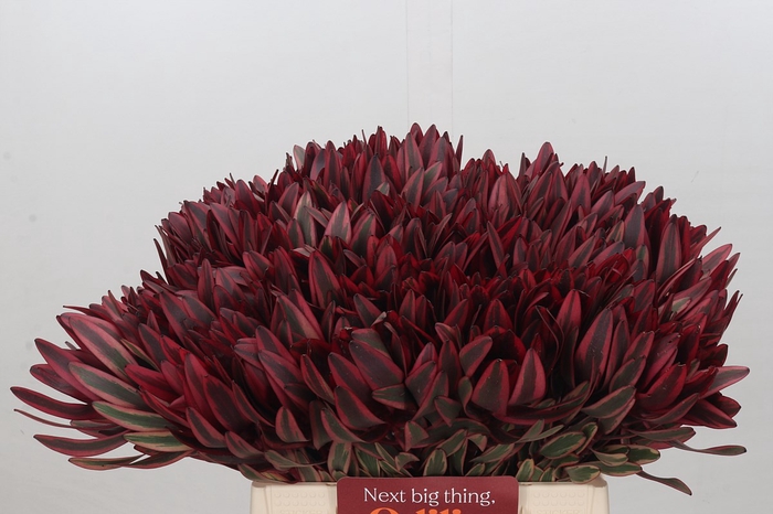 Leucadendron Jester