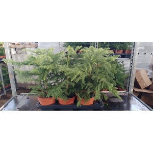 Araucaria heterophylla