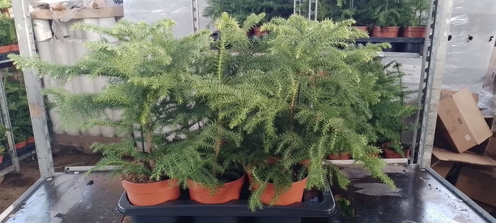 <h4>Araucaria heterophylla</h4>