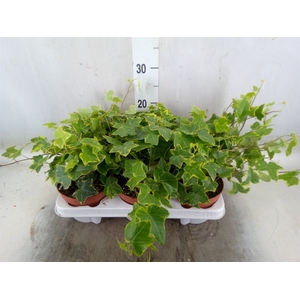 Hedera helix 'Goldchild'