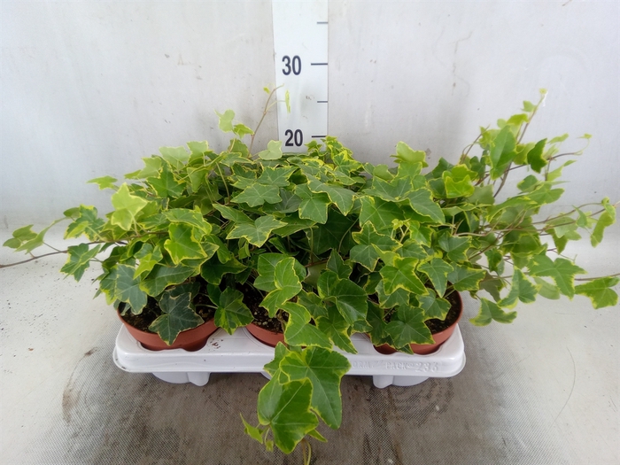 <h4>Hedera helix 'Goldchild'</h4>