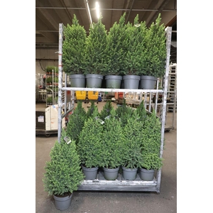 Picea Gl Magnifique
