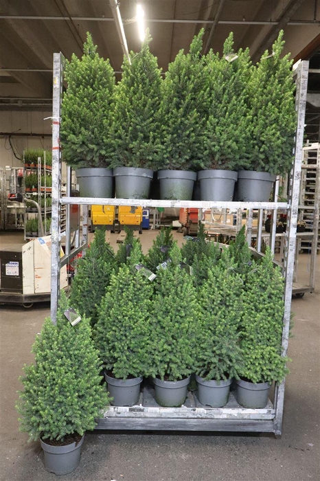 <h4>Picea Gl Magnifique</h4>