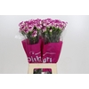 Dianthus St Kino