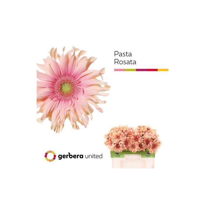 <h4>Ge Kv Pasta Rosata</h4>