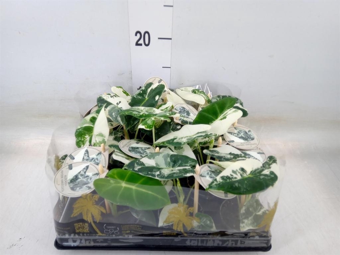 <h4>Alocasia ...</h4>