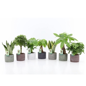 Easy to Care Mix in Classic Stone