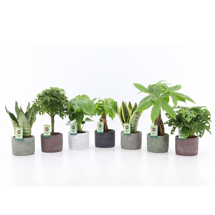 <h4>Easy to Care Mix in Classic Stone</h4>